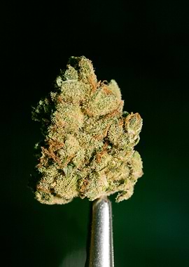 Lemon haze super skunk top