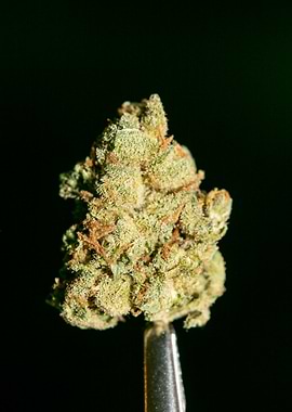 Lemon haze super skunk top