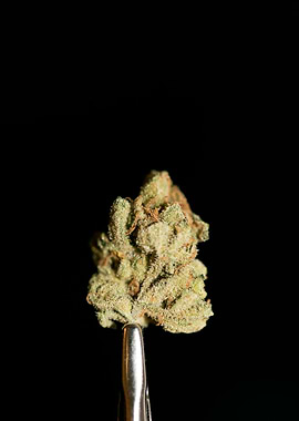 Lemon haze super skunk top