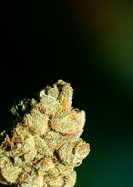 Lemon haze super skunk top