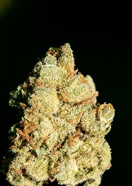 Lemon haze super skunk top