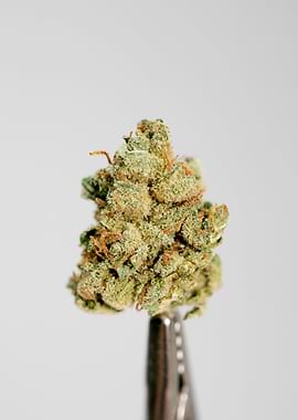 Super lemon haze skunk