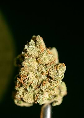 Lemon haze super skunk top