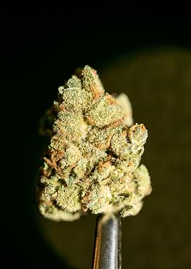 Lemon haze super skunk top