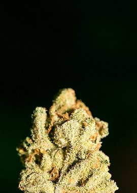 Lemon haze super skunk top