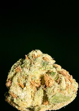 Lemon haze super skunk top