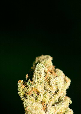 Lemon haze super skunk top