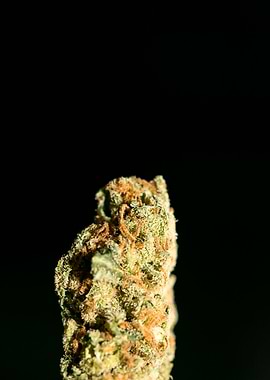 Lemon haze super skunk top