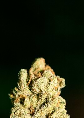 Lemon haze super skunk top