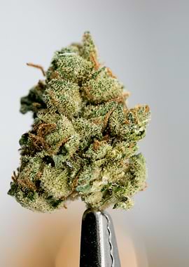 Super lemon haze skunk