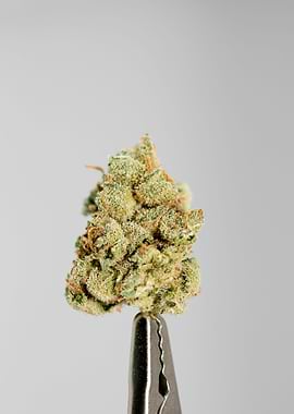 Super lemon haze skunk