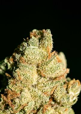 Lemon haze super skunk top