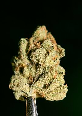 Lemon haze super skunk top