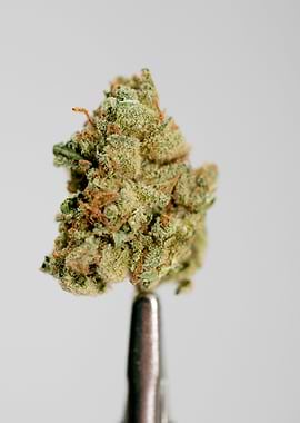 Super lemon haze skunk