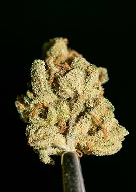 Lemon haze super skunk top