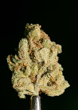 Lemon haze super skunk top