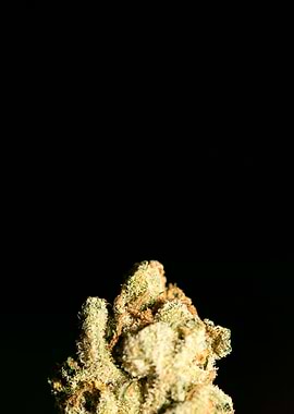 Lemon haze super skunk top