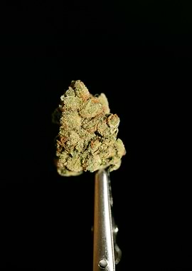 Lemon haze super skunk top