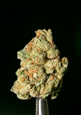 Lemon haze super skunk top