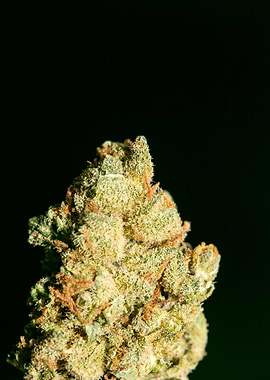 Lemon haze super skunk top