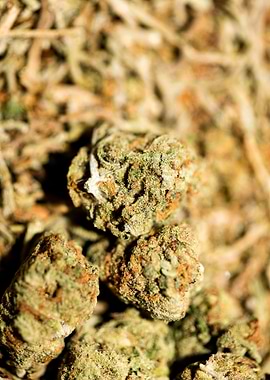 Lemon haze super skunk top