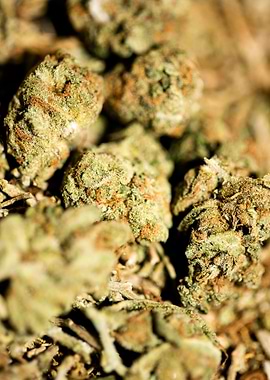 Lemon haze super skunk top