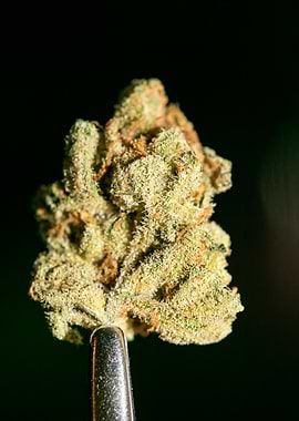 Lemon haze super skunk top