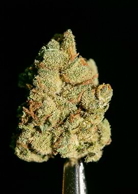 Lemon haze super skunk top