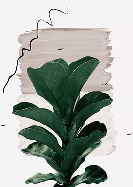 Fiddle Leaf Naturelle 1
