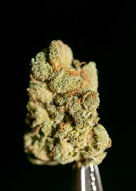 Lemon haze super skunk top