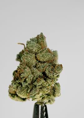 Super lemon haze skunk