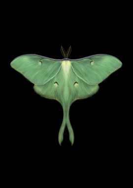 The Luna Moth