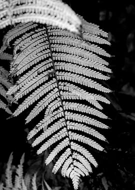 Beautyful fern leaf