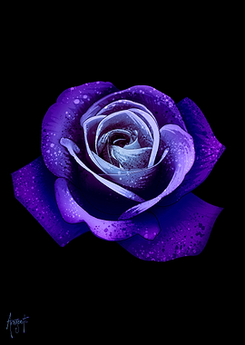 Blue Rose