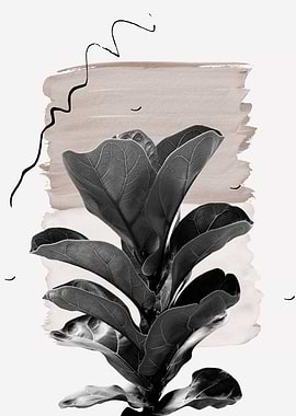 Fiddle Leaf Naturelle 2