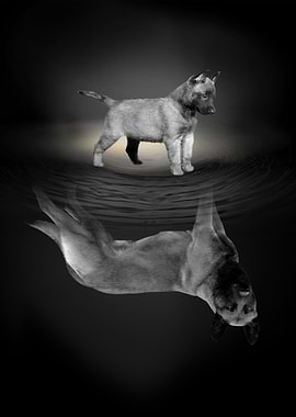 Belgian Malinoi Dog 2020