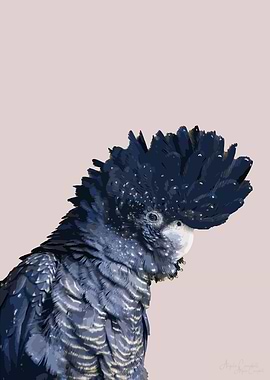 Black Cockatoo on pink