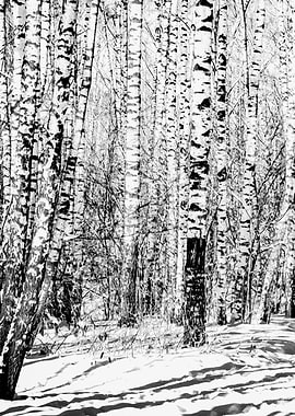 Birch Grove Left Part
