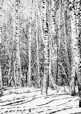 Birch Grove Right Part