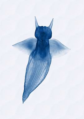 Naked sea butterfly
