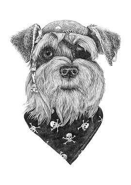 Pirate Schnauzer
