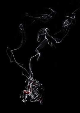 Rose smoke and fire nr 6