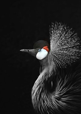 BLACK CROWNED CRANE