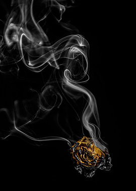 Rose smoke and fire nr 3