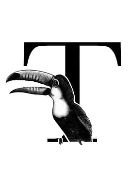 T is for Toucan