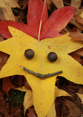 Autumn is smiling at you