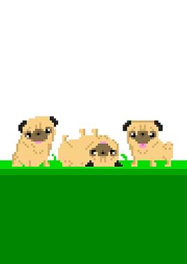 Playful Pugs