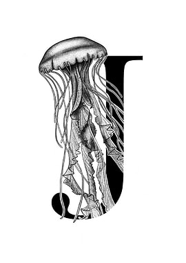 J is for Jellyfish
