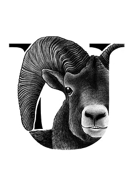 U is for Urial