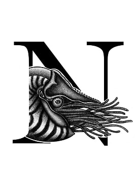 N is for Nautilus